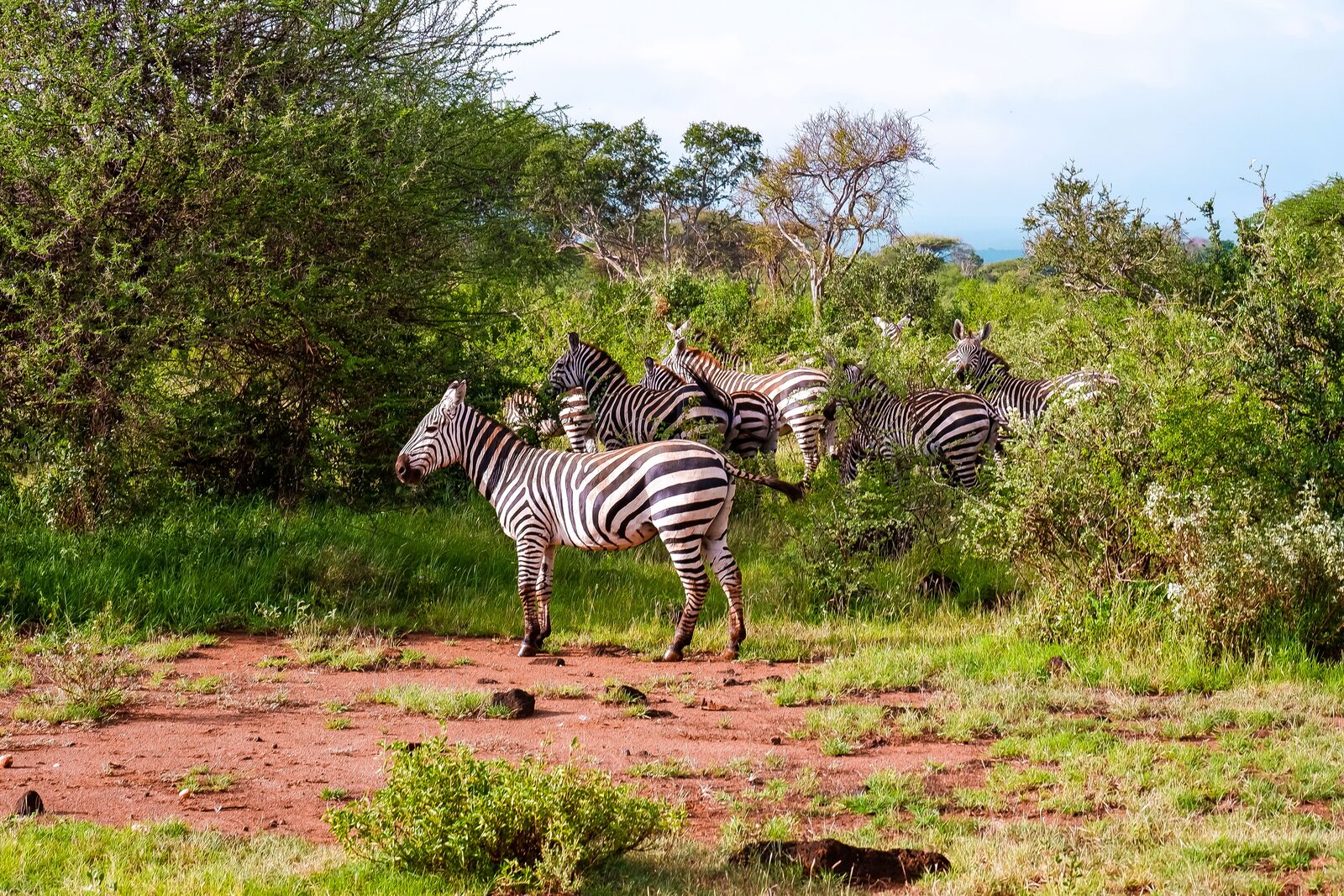 Zebre al pascolo nella savana