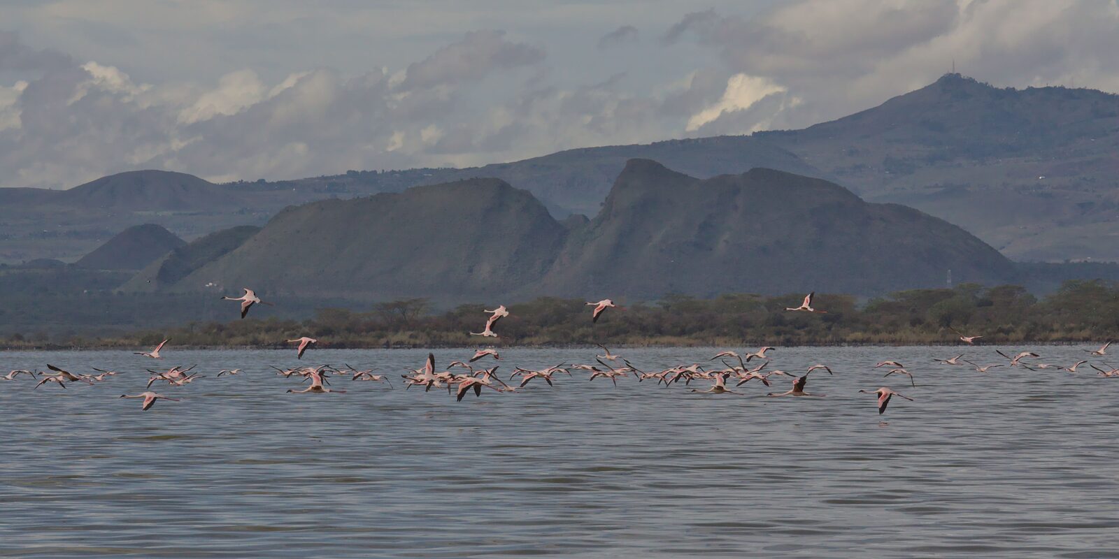 Fenicotteri in volo su un lago del Kenya